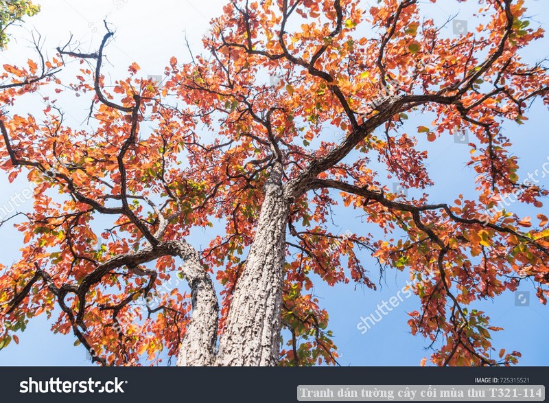 Tranh dán tường cây cối mùa thu T321-114